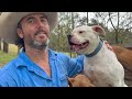 American Bulldog Rehabilitation Story #shelterdog #adoption #training