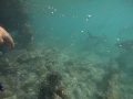 Tarpon and Barracuda at Saba Rock, Virgin Gorda BVI