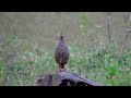 Bird Calls -  Rock Bush Quail Calls
