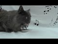 Classical music with the LWR cats  - Moonlight sonata #classicalmusic #moonlightsonata #beethoven