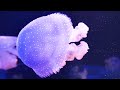 3 HRS of 4K Turtle Paradise   Undersea Nature Relaxation Film + Piano Music by Healing Soul