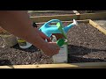 How To Plant Peppers | Complete Guide to Transplanting and Fertilizing