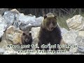 Grizzly bear loses her 4 month old cub for 12 hours!