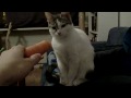 Kitty vs. Carrot!