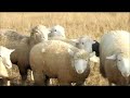 Herding Dog Fetches/Gathers Sheep -- How to Train Wide Border Collie Outrun -- Farm Work Demo