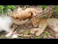 Cute little kittens fighting and playing😁#cute and funny