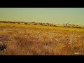 Get Ready for Dove Opening Day (Dove Hunting ShotKam Gen 3 Videos)