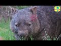 How To Catch A Wild Wombat! | Dodo Kids | Rescued!