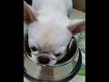 my love eating carrots 🥕 #shorts #asmr #frenchbulldog