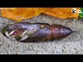 Watch This Caterpillar Turn Into A Hawk-Moth | The Dodo