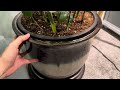 Repotting My Palm Tree