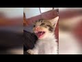 Cats & Dogs Trying To Be Cute & Funny | #7 | May | Funny | Comedy |