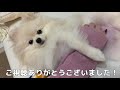 【危険】可愛いだけではポメラニアンは飼えません。乗り越えるべき５つの試練