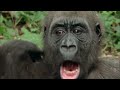 The Insane Biology of: The Gorilla