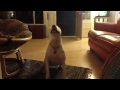 Bull Terrier playing with bubbles