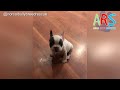 Rescue Tiny Frenchie Won't Stop Talking And Super Cute