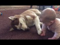 Siberian Husky and Baby Playing Together