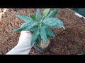 cara tanam lilium oriental tanaman hias dalam pot_vlog 8