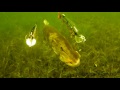 Aggressive Pike attacks Mike, Tommy, Ricky & Percy fishing lures. Rare underwater footage.