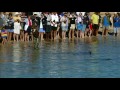 Wild dolphins and humans have a great friendship