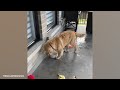The Most Dramatic Dogs are Waiting for You here!😮🤣 FUNNIEST Animal Videos