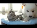 Caution: Highly Addictive! Calming Sounds for Deep Sleep in 20 Minutes 🎵 Music for Cats and Puppies