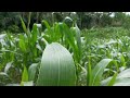 Cinematic Video || Kebun Jagung || Eko Adi Channel