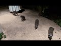 More baby raccoons!