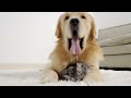 Adorable Kitten Can't Bear To Part From Golden Retriever For A Second