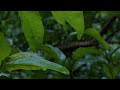 Gentle rain on the forest/ Rain on the leaves /Tropical rain on the leaves - Relaxing Nature Sounds.