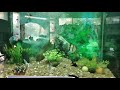 Dharmasthala fish 🐟🎏🐟 aquarium