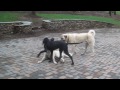 Great Dane puppy playing with Anatolians