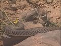 Reptiles and Cobras in the Desert - COMPLETE Documentary