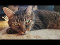 An Indoor Cat's Adventure: Tyeeger Goes Outside!!