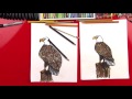 How To Draw A Realistic Bald Eagle