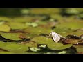 Brown China Mark moth