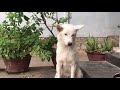 Beautiful White Dog. Raised White Dog As a Pet. Birds and Animals  Collection.