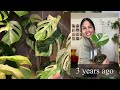 Exploring My Bedroom Oasis: 300+ Rare Houseplant Haven | Part 2 of Ultimate Plant Tour