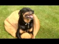 ANGRY ROTTWEILER 3