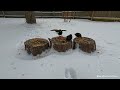4K TV For Cats | Frosty Winter Day | Bird and Squirrel Watching | Video 28