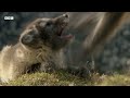 Raising Arctic Fox Cubs | Animal Super Parents | BBC Earth