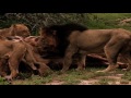 Nature's Greatest Moments | Lion Pride Kill Giraffe