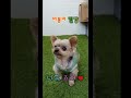 [ 아작뚱 ] 삑삑이를 지키는 똑똑한 강아지 (요키, Yorkshire Terrier, 아롱이)