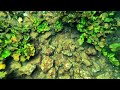 Tulum Cenote Underwater