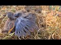 baby dove in nest