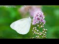 ( 0065, 29-5-2024 ) #Beautiful #Fantasy #Butterfly #美丽梦幻蝴蝶 #BEAUTIFUL #MUSIC #VIDEO #美丽音乐视频