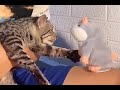 Cat Vs Doll #shortsfeed #shorts