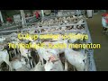 INI DIA || PASAR KAMBING BUAT DAM ATAU QURBAN DI MEKKAH