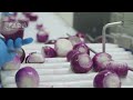 Modern Onion Farming Technology: How to Process TONS of Onions in Factory