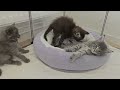 3 Sleepy Maine Coon Kittens